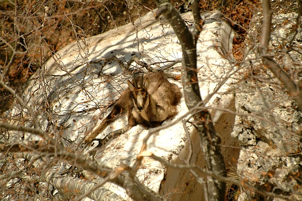 Camoscio d''Abruzzo Rupicapra pyrenaica ornata